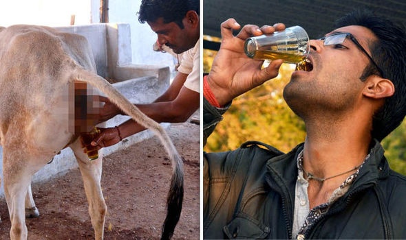 Người đàn ông Ấn Độ uống nước tiểu bò chữa bệnh
