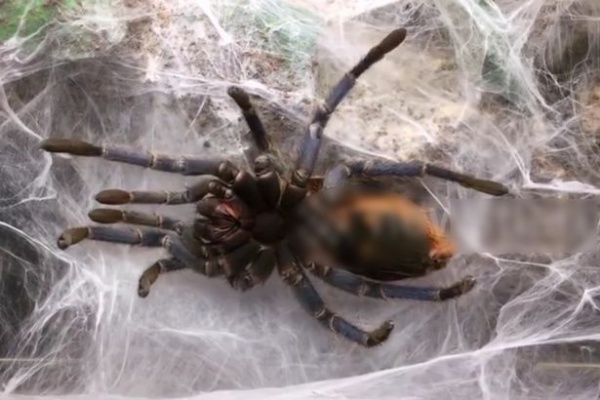 Kinh dị cảnh nhện khổng lồ quằn quại lột xác