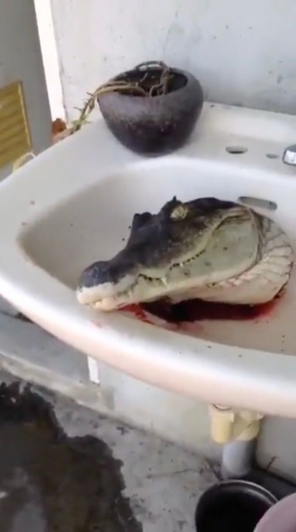 Video: Kinh dị cá sấu bị chặt đầu vẫn há miệng đớp