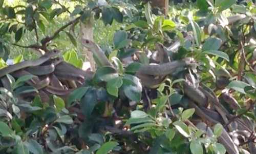 Gần 100 con rắn ráo "ngụy trang" dày đặc trên cây si