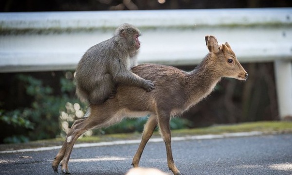 Bắt gặp khỉ định làm “chuyện ấy” với hươu ở Nhật