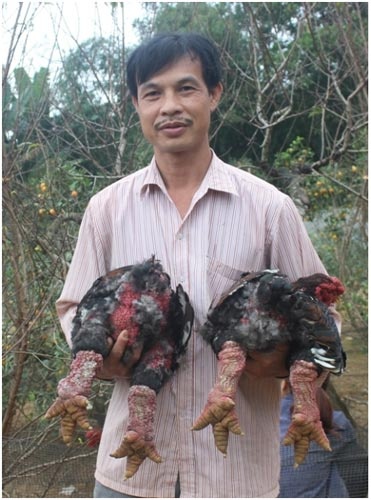 Ba, bốn triệu một cặp gà Đông Tảo, "vua" gà xứ Thanh thu tiền tỉ mỗi năm