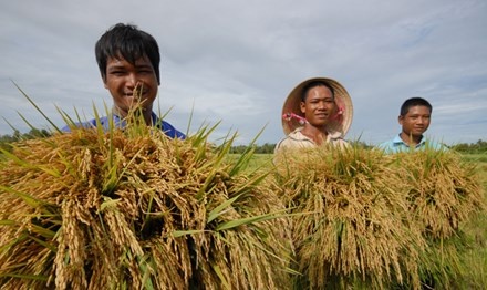 "Cởi trói" cho xuất khẩu gạo: Mới giải quyết phần ngọn
