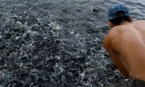 Hàng nghìn cá trê nổi đầy mặt ao tranh đớp mồi