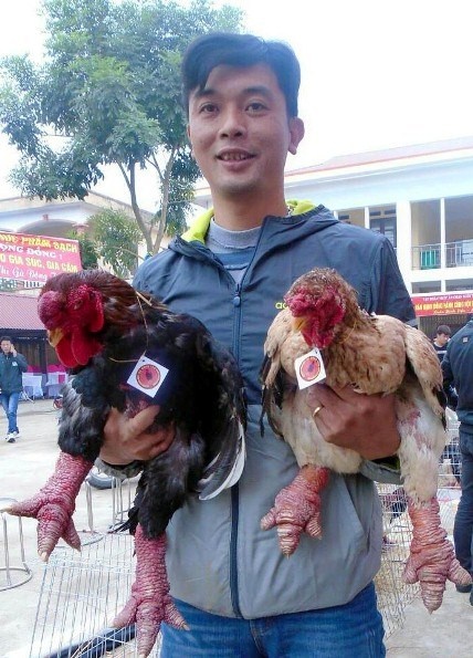 Ngắm cặp gà Đông Tảo có đôi chân đẹp nhất Việt Nam