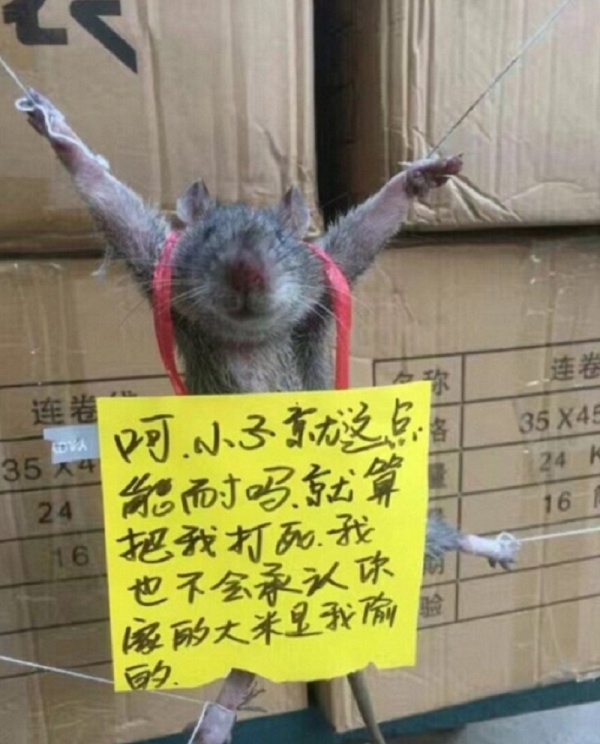 TQ: Chuột bị trói chân, làm nhục vì tội ăn vụng gạo