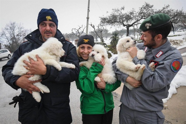 Ba chó con sống sót sau 5 ngày lở tuyết ở Ý