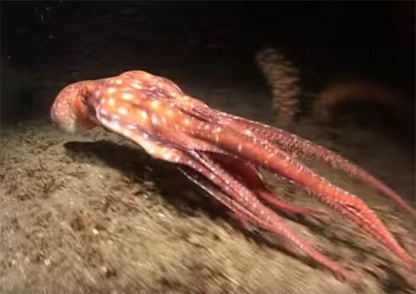 Bắt gặp bạch tuộc ăn thịt đồng loại dưới đáy biển