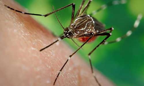 Sắp thả muỗi vằn ở Nha Trang để phòng sốt xuất huyết, Zika
