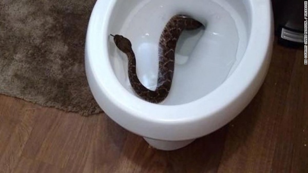 Mỹ: Hết hồn phát hiện 24 rắn chuông ẩn nấp khắp nhà