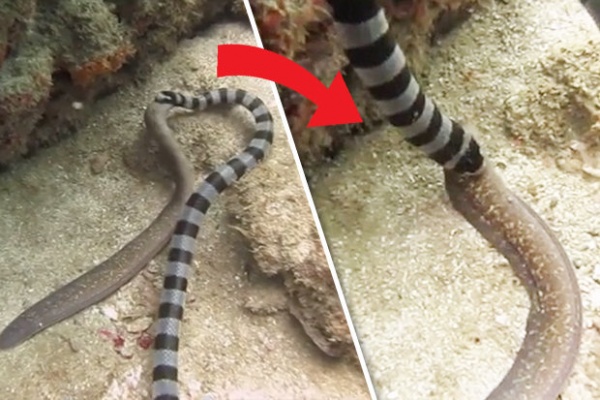 Video: Rắn biển kịch độc ăn tươi, nuốt sống lươn khổng lồ