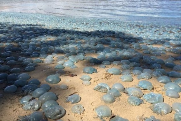Hàng nghìn con sứa chi chít dạt vào bờ biển Úc