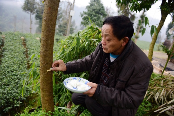 Dân làng Trung Quốc cho cây ăn cơm để “chóng lớn”