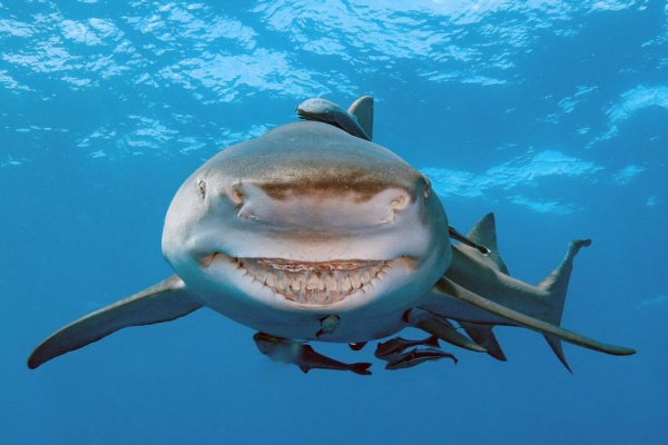 Cá mập Mỹ luôn nhe răng cười như “nhân vật” phim hoạt hình