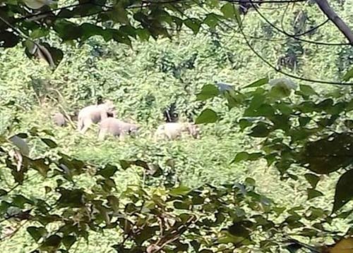Kỳ lạ voi rừng kéo về nơi chuẩn bị lập khu bảo tồn voi