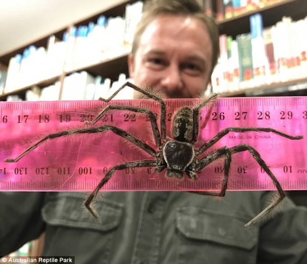 Phát hiện nhện quái vật dài gần gang tay ở Australia