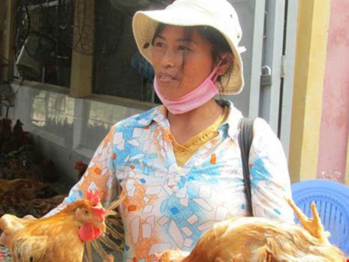 Liệu gà Trung Quốc siêu rẻ có tràn vào Việt Nam?