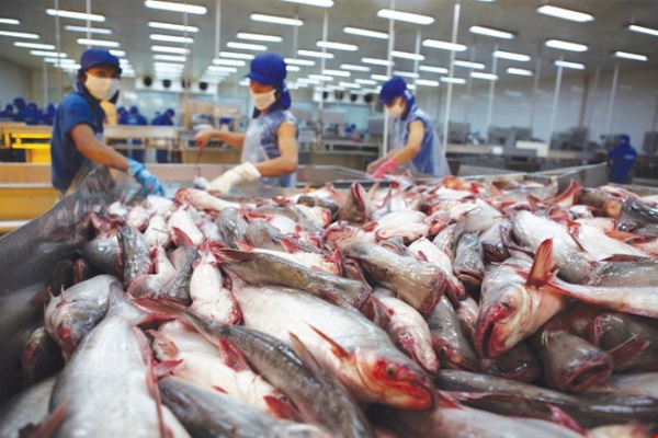 Tập đoàn bán lẻ lớn nhất châu Âu nói gì về cá tra Việt?