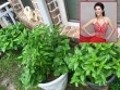 Ngưỡng mộ 3 sao nữ Việt có vườn nhà bên Mỹ vừa rộng vừa nhiều rau củ, hoa trái