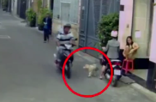 Trộm chó trong 2 giây khiến chủ không kịp trở tay
