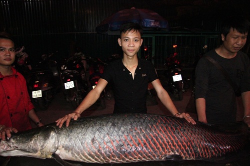 Cá hải tượng dài gần 2 m xuất hiện ở Hà Nội