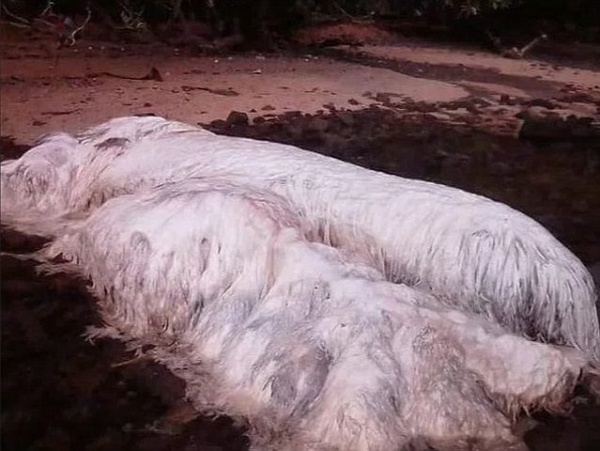 “Quái vật” lông trắng kì dị trôi dạt bờ biển Philippines