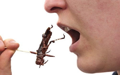 Lợi ích không ngờ của việc ăn côn trùng