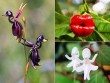 Những loài hoa độc - lạ nhất thế giới mà "nhìn mãi mới biết là hoa"