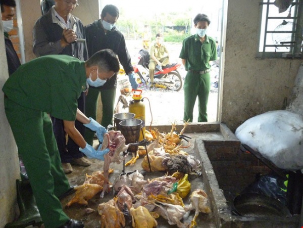 Bắt hàng chục ngàn con gà giống Trung Quốc lậu