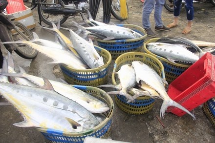 Lần đầu tiên một ngư dân trúng đậm mẻ cá bè vàng 150 tấn