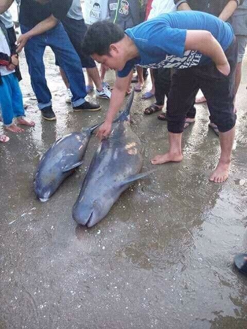 Hà Tĩnh: Ngư dân bắt được 3 con cá heo gần bờ biển