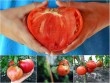 Trồng cà chua hình trái tim với "người ấy" để... tình yêu thăng hoa