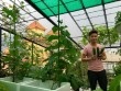 Thích mê những vườn rau sân thượng của sao Việt dù bận rộn trăm bề