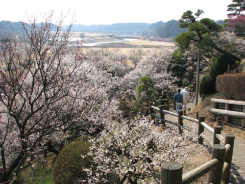 Khám phá vườn hoa mận rực rỡ ở Nhật Bản