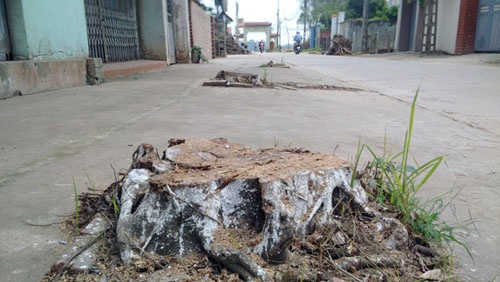 Hà Nội ra công văn cấm tự ý chặt cây khi dẹp vỉa hè