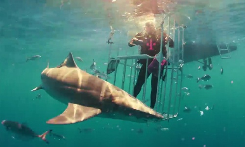 Video đập hộp Samsung Galaxy S8 ngay trước hàm cá mập