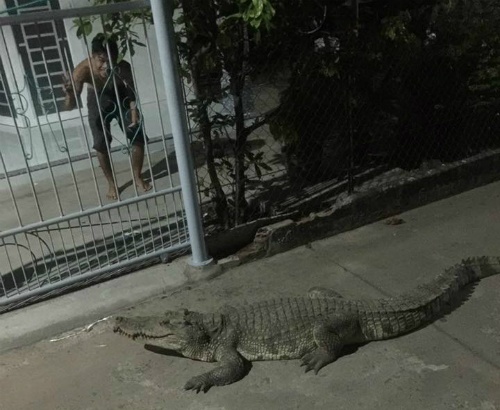 Cá sấu "đi dạo" lúc nửa đêm ở Đồng Nai