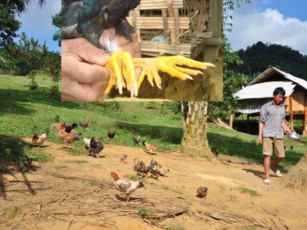 Giỗ Tổ Hùng Vương: Gà Sơn Tinh chín cựa nuôi như gà ri, 4 triệu/con