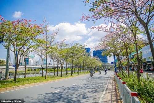 Sài Gòn đâu chỉ có nắng mưa, còn có những mùa hoa đẹp say lòng nữa!