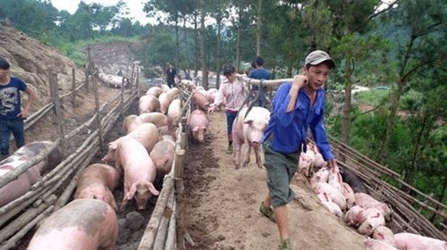 Tại sao không có gói 30.000 tỷ cho 5 triệu hộ nuôi lợn?