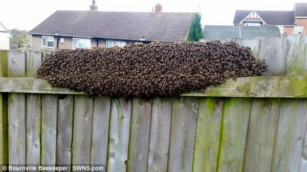 Đi chơi về, rùng mình thấy 12.000 con ong bu kín hàng rào