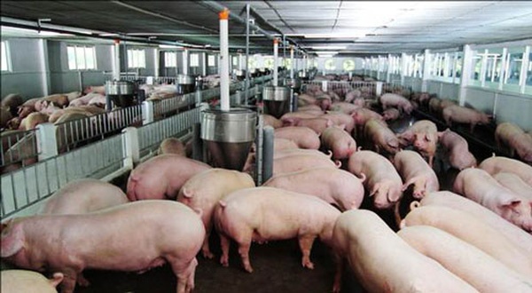 Bộ Nông nghiệp kêu gọi giảm giá thức ăn chăn nuôi, hỗ trợ người nuôi lợn