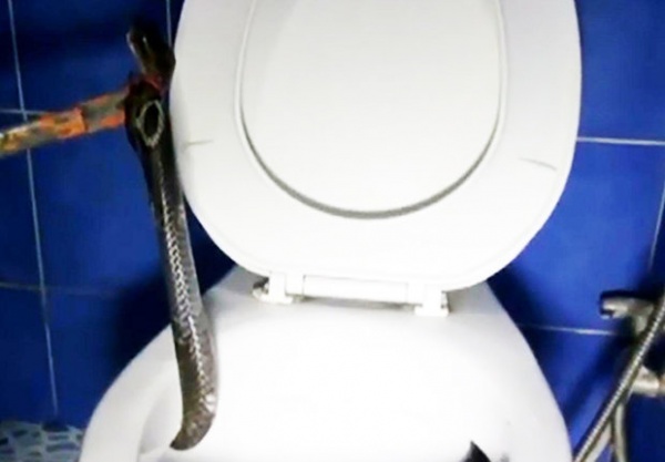 Video: Rắn hổ mang trốn trong toilet trừng mắt nhìn người
