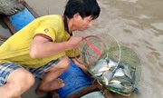 Thú vui bắt cá mùa khô chỉ có ở miền Tây