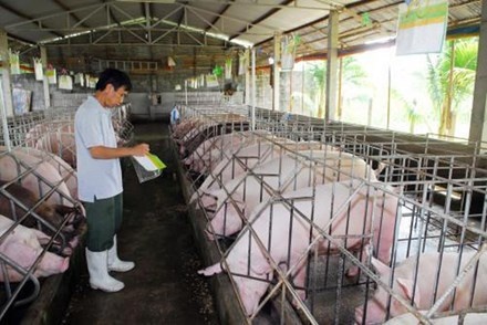Giải cứu nông dân nuôi lợn: Bộ Tài chính, Công Thương vào cuộc