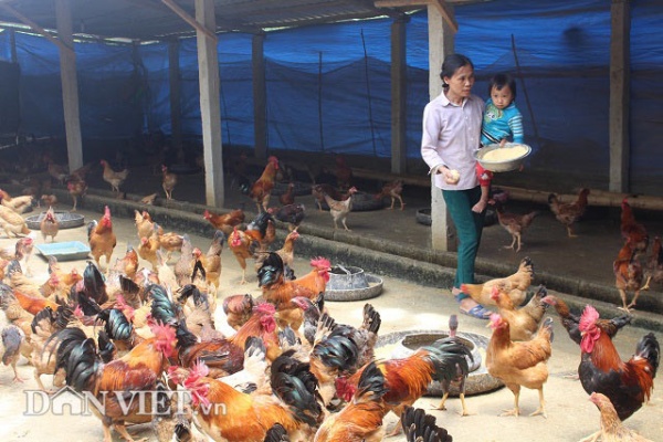 Chỉ 10 triệu đồng đầu tư được chuồng trại nuôi tới 2.000 con gà