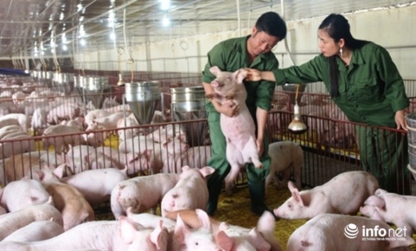 Hà Tĩnh: DN toát mồ hôi, xoay sở mọi cách... giải cứu lợn
