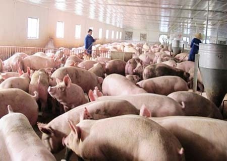 Được giải cứu, giá lợn hơi tăng nhanh 5.000- 7.000 đồng/kg