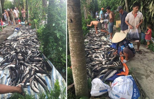 Điều tra vụ cá lóc chết hàng loạt, nghi bị đầu độc ở Kiên Giang