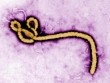Tổ chức Y tế thế giới công bố đại dịch chết người Ebola bùng phát trở lại